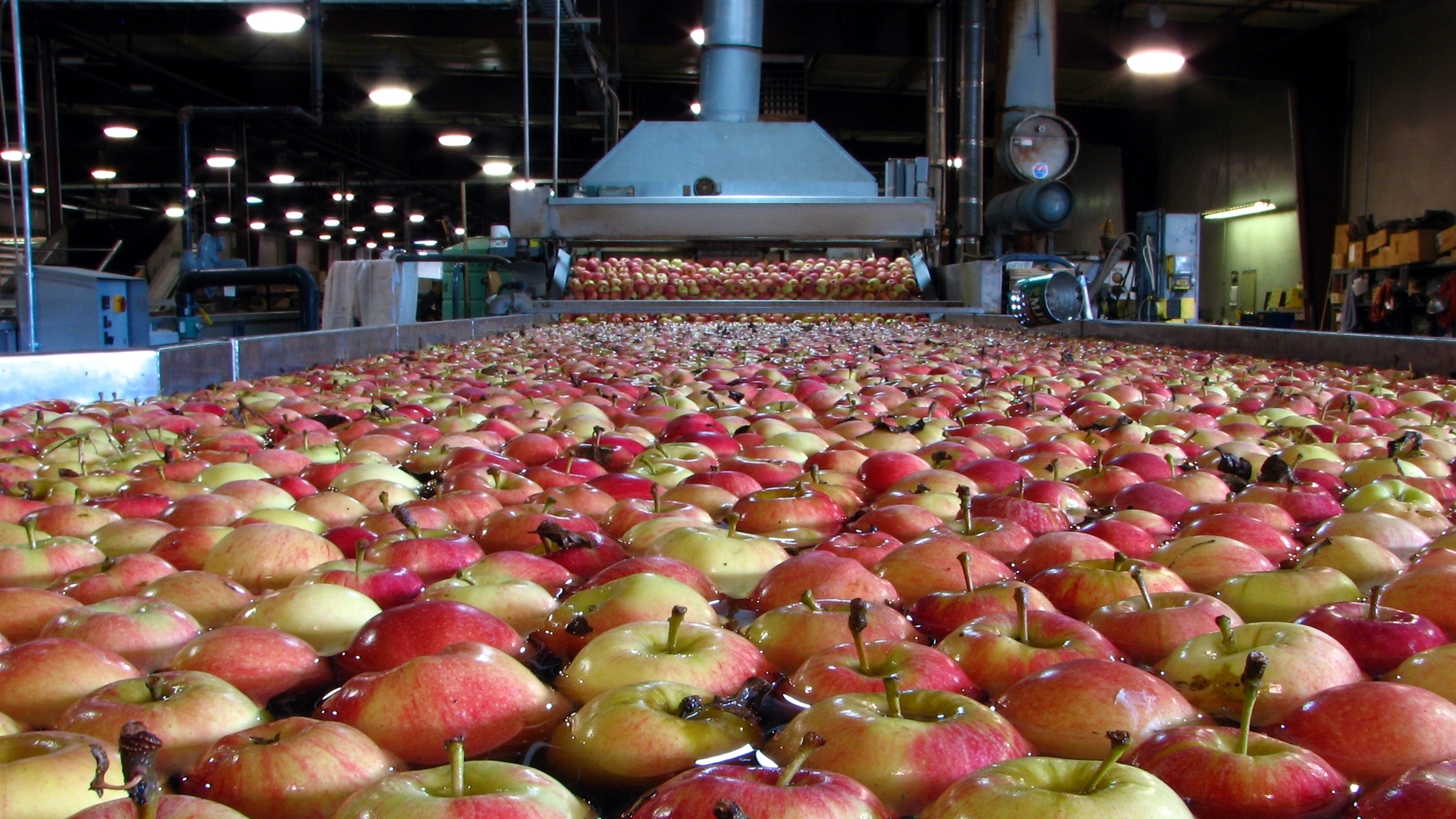 Купить яблоки от производителя. Переработка овощей и фруктов. Фруктохранилище для яблок. Склад яблок.
